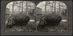 Giant hippopotamus.