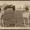 Monarch of the Glen, Central Park, N.Y.