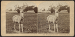 Monarch of the Glen, Central Park, N.Y.
