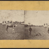Man plowing field with camel.