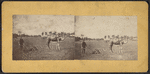Man plowing field with camel.