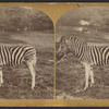Zebra.