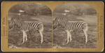 Zebra.