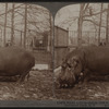 Bulky hippopotamus, over a ton in weight, Zoological Park, N.Y.