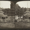 Hippopotami, Central Park, New York.