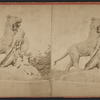 Tigress and Cubs, Central Park, N.Y.