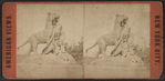 Tigress and Cubs, Central Park, N.Y.