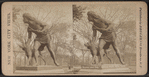 Indian Hunter and Dog," Central Park, New York.
