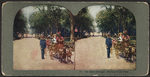 The goat carriage. Driving in the park.