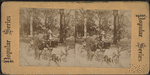 Goat carriage, Central Park, N.Y.
