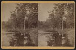 Man standing on the shore of a marsh (?)