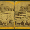 Farm yard.
