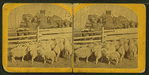 Farm yard.