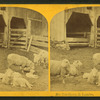 Sheep & lambs.