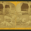 Sheep & lambs.
