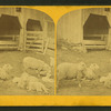 Sheep & lambs.