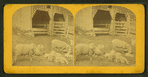 Sheep & lambs.
