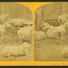 Sheep & lambs.