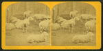 Sheep & lambs.