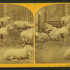 Sheep & lambs.