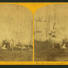 Sheep & lambs.