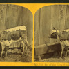 Pet of the farm yard.