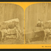 Pet of the farm yard.