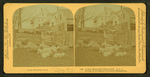 A New Hampshire farm yard, U.S.A.
