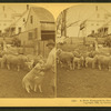 A New Hampshire farm yard.