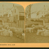 A New Hampshire farm yard.