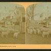A New Hampshire farm yard.