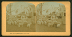 A New Hampshire farm yard.