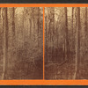 Swamp on the N.C. & A.R.R.