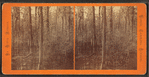 Swamp on the N.C. & A.R.R.