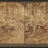 In the great pine forest, collecting turpentine, North Carolina.