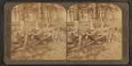In the great pine forest, collecting turpentine, North Carolina.