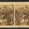 Picking cotton in a great plantation in North Carolina, U.S.A.