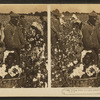 Picking cotton in a great plantation in North Carolina, U.S.A.