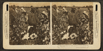 Picking cotton in a great plantation in North Carolina, U.S.A.