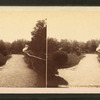 Pelicans in zoological gardens, Cincinnati, O.
