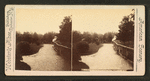 Pelicans in zoological gardens, Cincinnati, O.