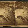 Alligator in zoological garden, Cincinnati, O.