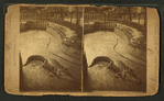 Alligator in zoological garden, Cincinnati, O.