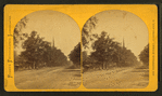 View of street with trees, church steeple, and a buggy.