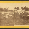 The shepherd's flock, soldiers' home, Dayton, Ohio.