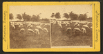The shepherd's flock, soldiers' home, Dayton, Ohio.