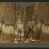 One of the great trees that grow in the rainy northwest--showing method of felling, Oregon, U.S.A.