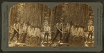One of the great trees that grow in the rainy northwest--showing method of felling, Oregon, U.S.A.