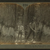 One of the great trees that grow in the rainy northwest, showing method of felling, Oregon, U.S.A.