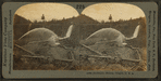 Hydraulic mining, Oregon, U.S.A.